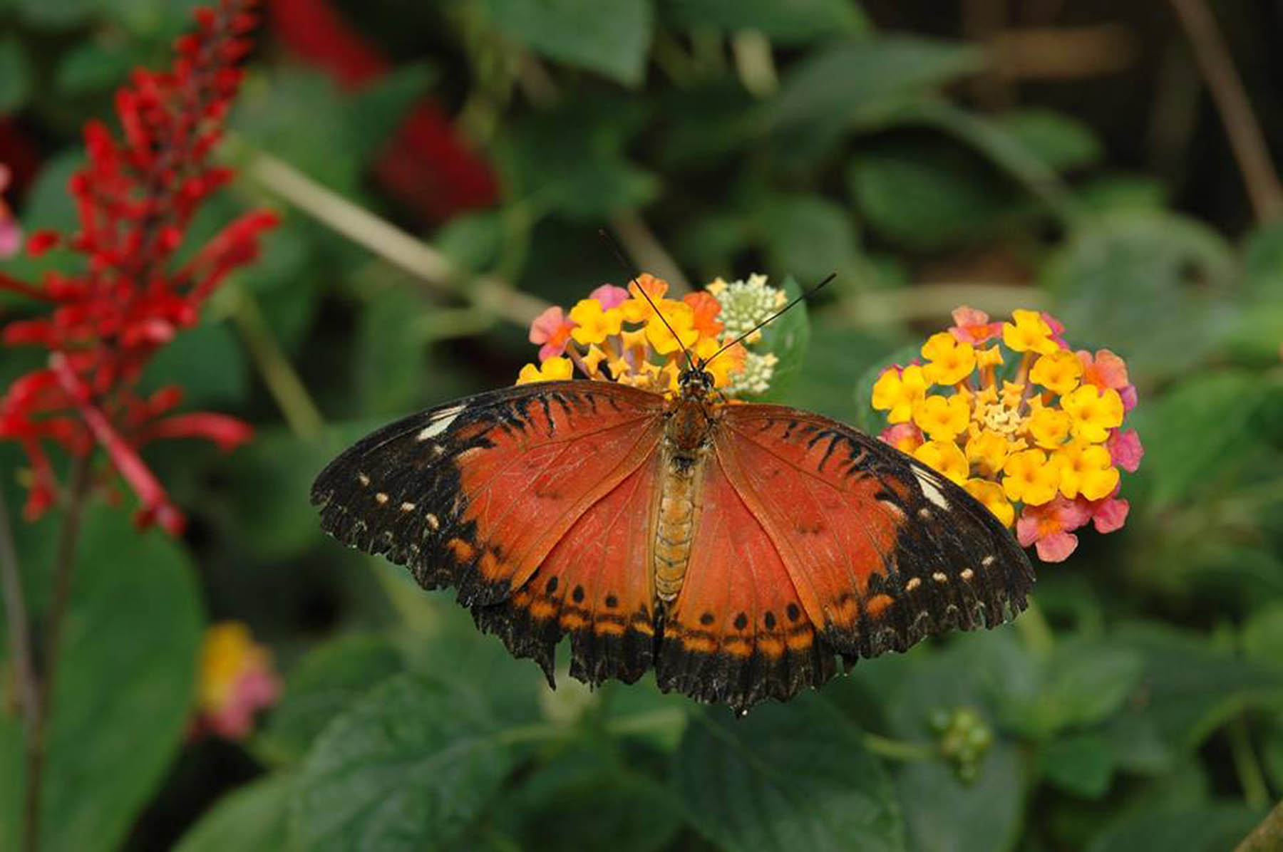 Papiliorama I Like Switzerland