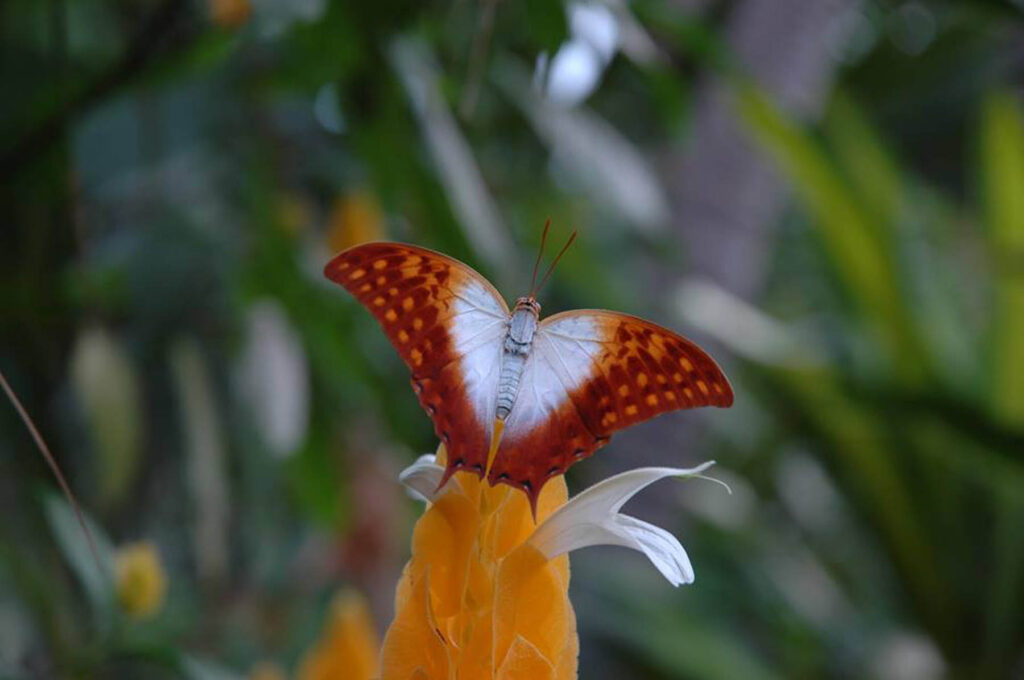 Papiliorama I Like Switzerland