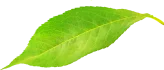 Boogatea leaf 001.webp