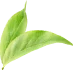 Boogatea leaf 002.webp