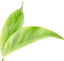 Boogatea leaf 002.webp