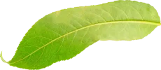 Boogatea leaf 003.webp