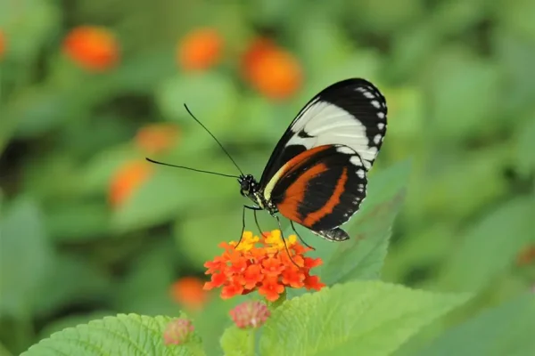 enzyklopadie schmetterlingen1