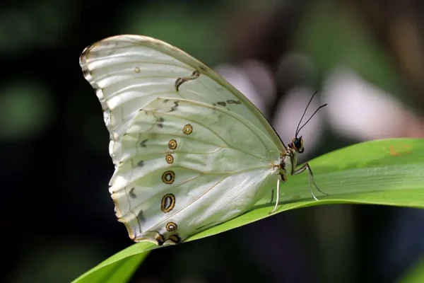 enzyklopadie schmetterlingen2