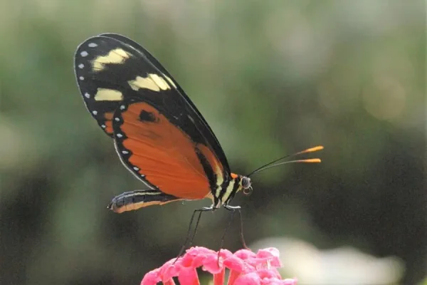 enzyklopadie schmetterlingen4