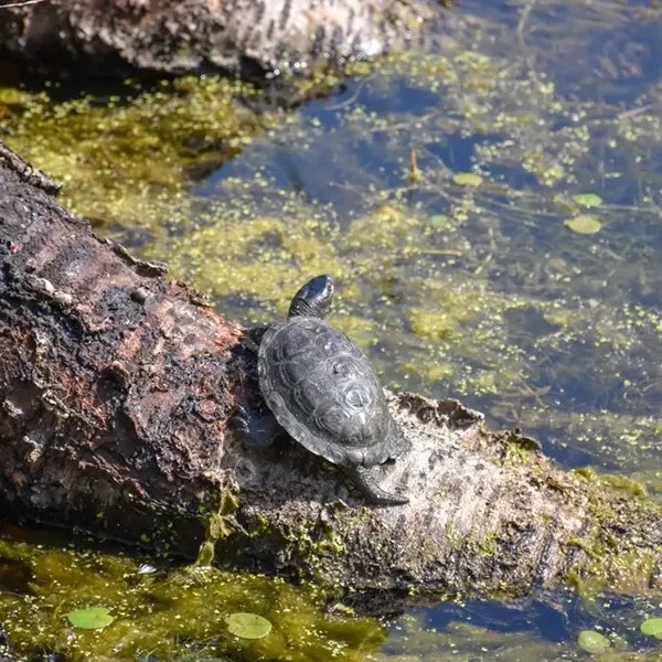 fauna europaische sumpfschildkroten1