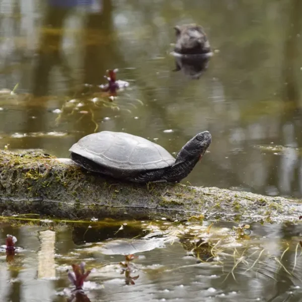 fauna europaische sumpfschildkroten3