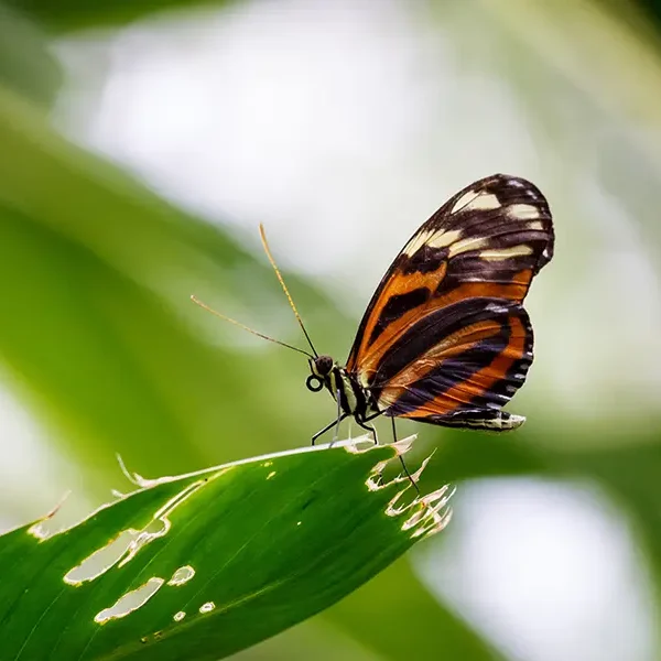 fauna papiliorama04