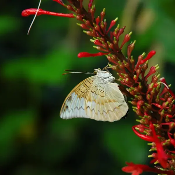 fauna papiliorama08