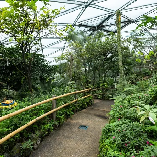 fauna papiliorama10