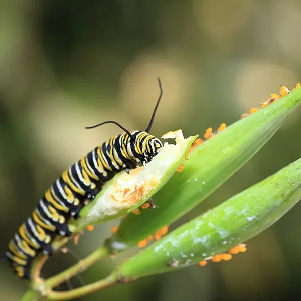 fauna papiliorama11