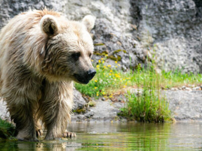 tierpark tiere01