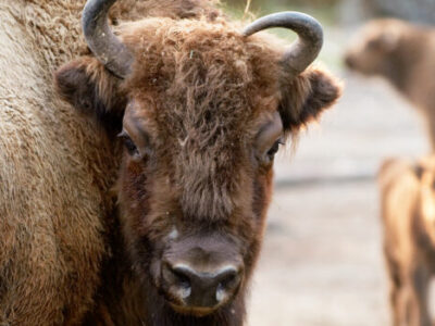 tierpark tiere03