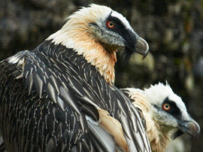 tierpark tiere04