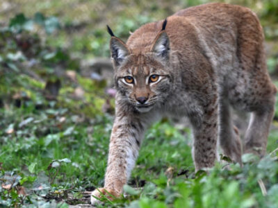 tierpark tiere05