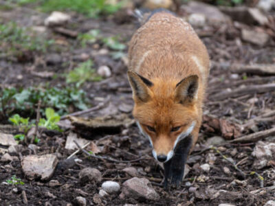 tierpark tiere07