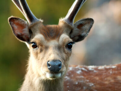 tierpark tiere08