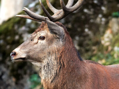 tierpark tiere36