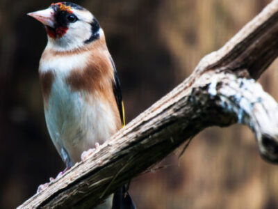 tierpark tiere39