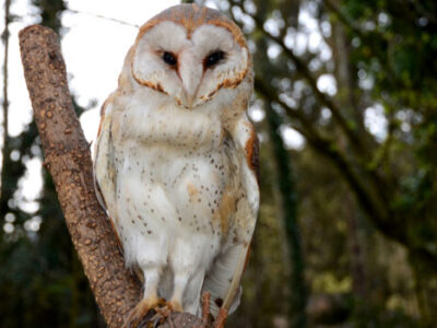 tierpark tiere61